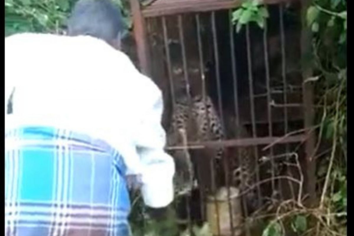 बिबट्याला काठीने डिवचत होता व्यक्ती; भडकलेल्या प्राण्यानं घडवली अद्दल, VIDEO VIRAL