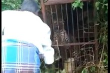बिबट्याला काठीने डिवचत होता व्यक्ती; भडकलेल्या प्राण्यानं घडवली अद्दल, VIDEO बिबट्याला काठीने डिवचत होता व्यक्ती; भडकलेल्या प्राण्यानं घडवली अद्दल, VIDEO
