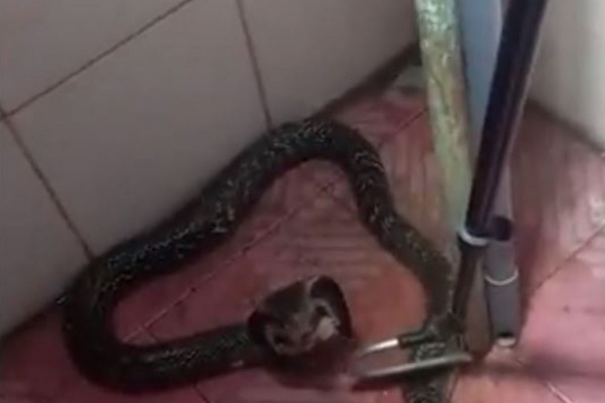 बाथरूममध्ये जाताच महिलेला समोर दिसला विशालकाय किंग कोब्रा अन्.., धडकी भरवणारा VIDEO