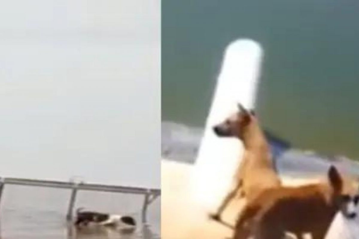 जिवंत कुत्र्यांना मगरीच्या हवाली केलं; क्षणात झाला मुक्या जीवाचा अंत, संतापजनक VIDEO