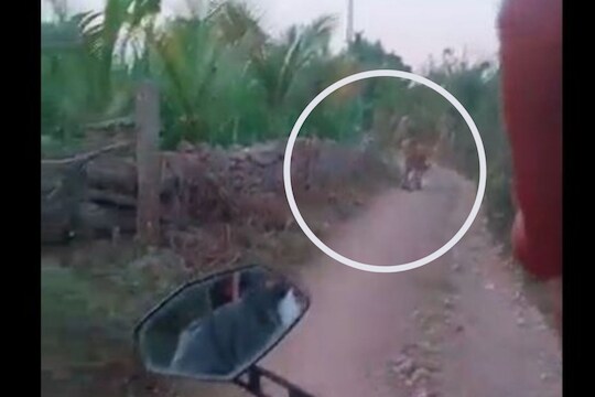 अचानक दुचाकीस्वारासमोर उभा ठाकला सिंह; पुढे पाहायला मिळालं हैराण करणारं दृश्य, Shocking Video