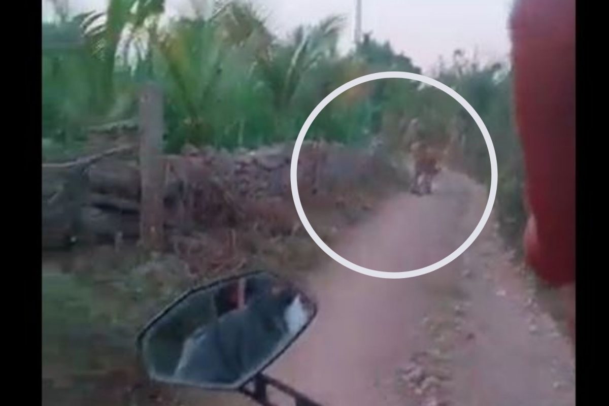 अचानक दुचाकीस्वारासमोर उभा ठाकला सिंह; पुढे पाहायला मिळालं हैराण करणारं दृश्य, Shocking Video