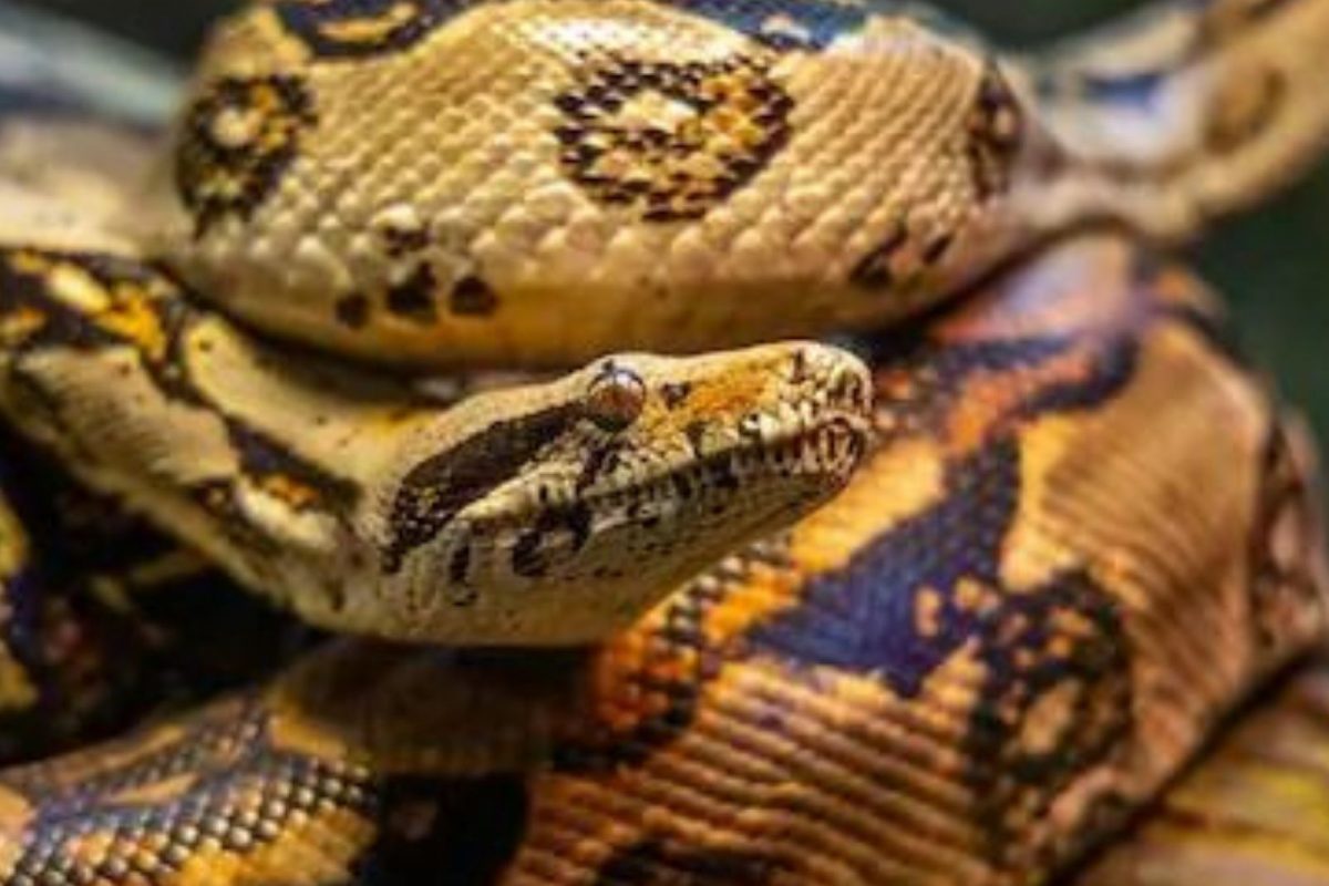 कपड्याच्या दुकानातील ट्रायल रूमचं छत तोडून आत शिरला अजगर; रेस्क्यू टीमवरच हल्ला, थरकाप उडवणारा VIDEO