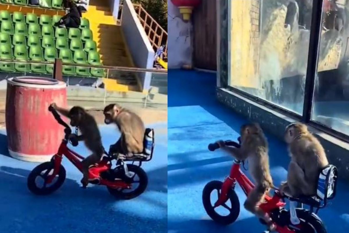 OMG! चक्क माकडाने चालवली सायकल; VIDEO पाहून येईल बालपणीची आठवण