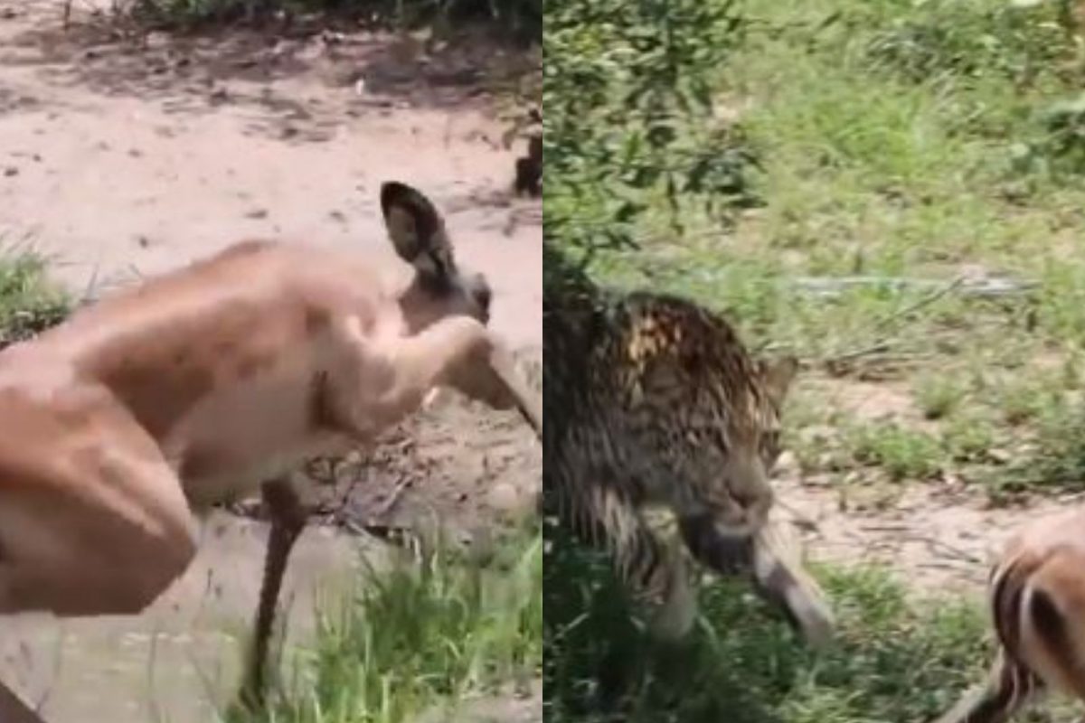 आगीतून उठून फुफाट्यात! मगरीच्या तावडीतून वाचलं पण बिबट्याच्या हाती लागलं हरीण, हैराण करणारा VIDEO