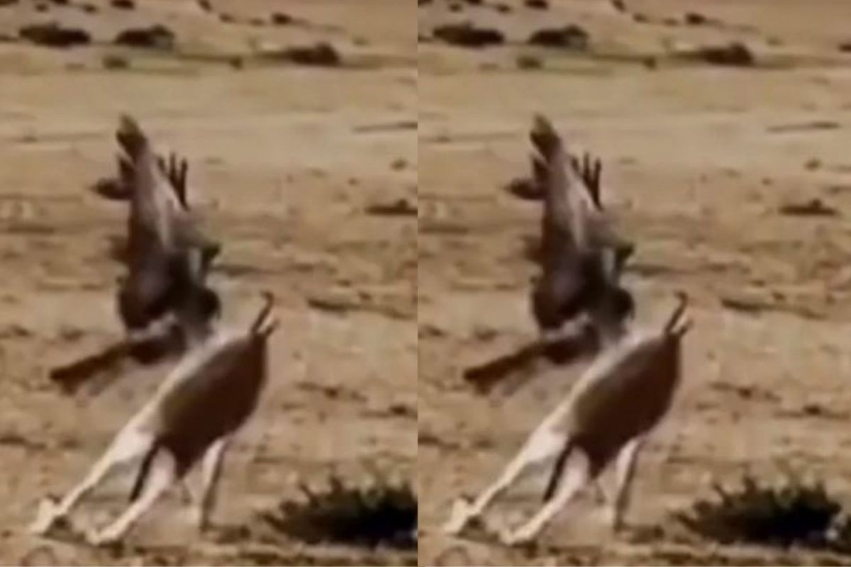 चक्क पक्षाने केली हरणाची शिकार; VIDEO पाहून बसणार नाही डोळ्यावर विश्वास