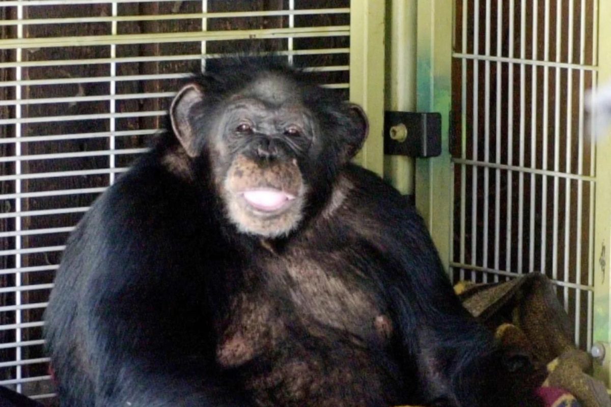 14 वर्ष चिंपांझीला पोटच्या मुलाप्रमाणे सांभाळलं; अचानक आक्रमक झाला प्राणी, महिलेची केली भयंकर अवस्था