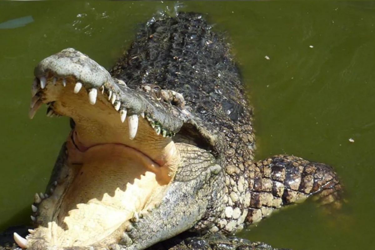 टेन्शनमुळे जगातील सर्वात मोठ्या मगरीचा मृत्यू? शाळकरी मुलासह मच्छिमाराची केलेली शिकार