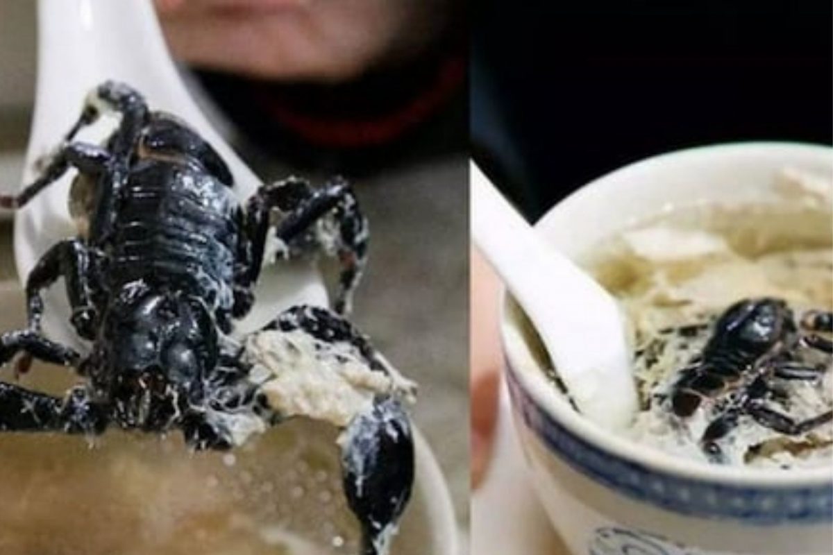 विंचू आणि विषारी सापांपासून बनवली जाते ही विचित्र डिश; रेसिपी पाहूनच उडेल थरकाप, VIDEO