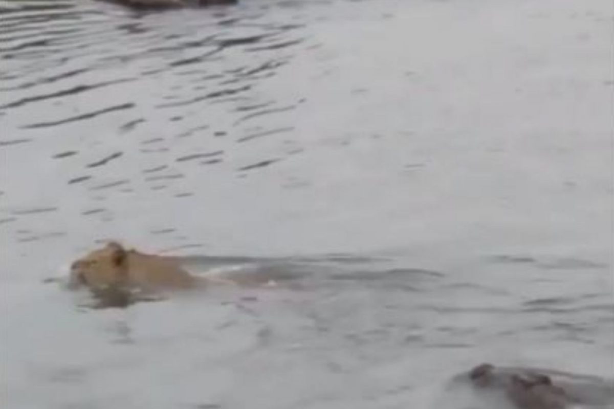 नदीच्या पाण्यातच मगरीचा सिंहावर हल्ला; जबरदस्त लढाईचा LIVE VIDEO, पाहा काय झाला शेवट