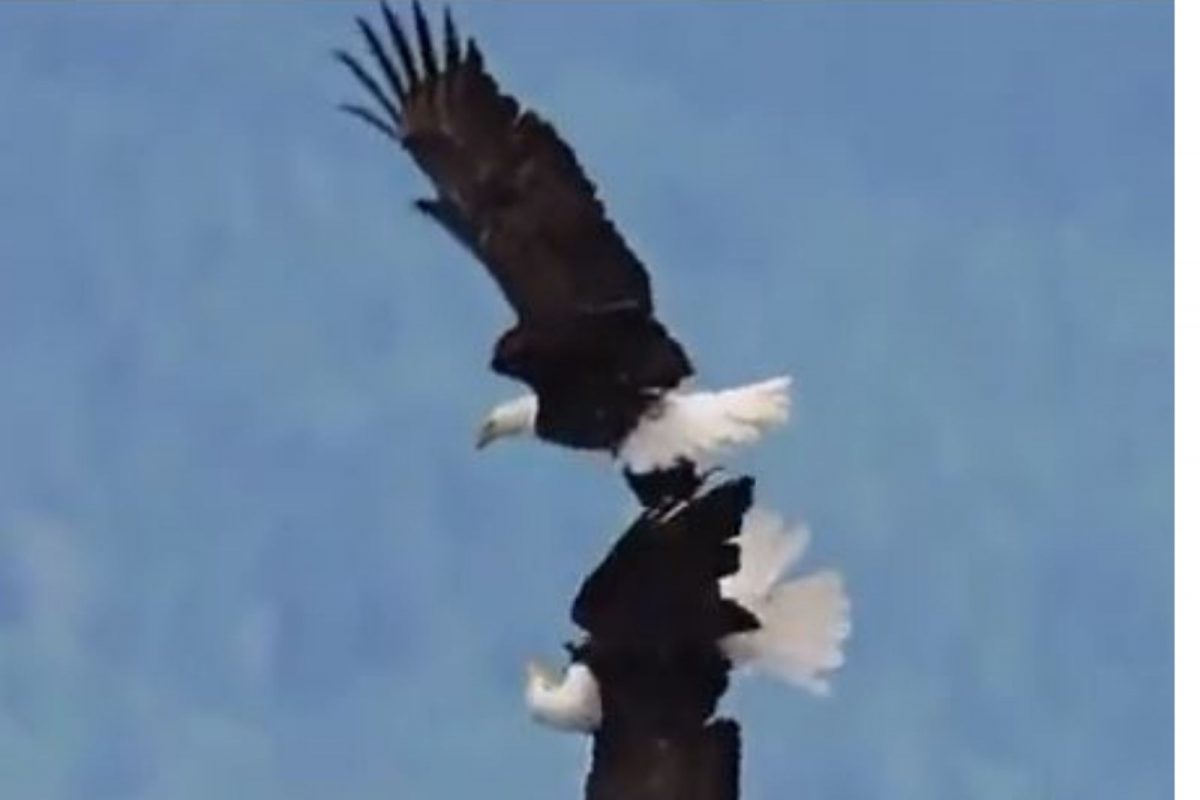 आकाशात झेप घेत गरुडांचा मनमोहक डान्स; VIDEO जिंकतोय नेटकऱ्यांची मनं