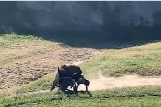भडकलेल्या रेड्याच्या समोर आला सायकलस्वार; पुढे जे घडलं ते पाहून उडेल थरकाप, VIDEO