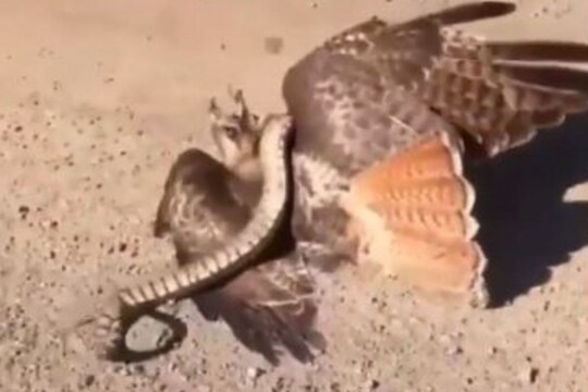 सोपी शिकार समजून गरूडाने केला सापावर हल्ला; पण बाजी पलटली अन्..., पाहा Shocking Video