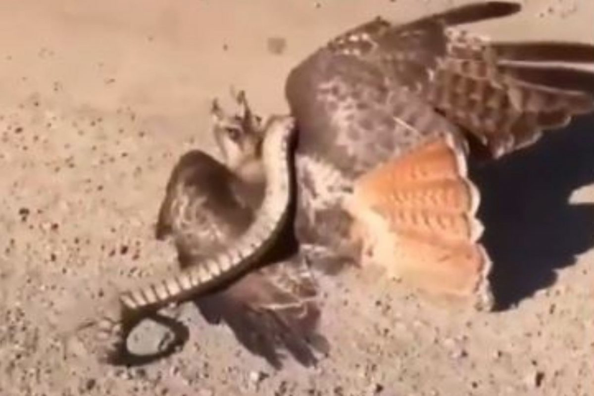 सोपी शिकार समजून गरूडाने केला सापावर हल्ला; पण बाजी पलटली अन्..., पाहा Shocking Video