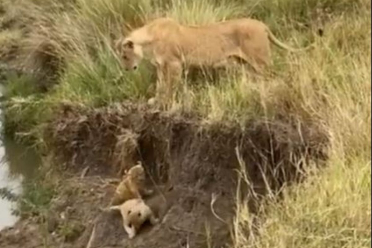आईचं प्रेम! खड्ड्यात अडकलेल्या बछड्यांना वाचवण्यासाठी सिंहिणीची धडपड, भावुक करणारा VIDEO