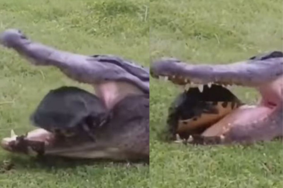 इवल्याशा कासवासमोर चक्क मगरीने मानली हार; हा VIDEO पाहून व्हाल शॉक