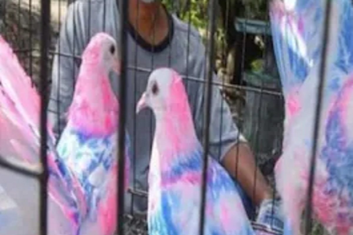 सावधान! या अशा कलरफुल कबुतरांना भुलू नका...; तज्ज्ञांचा इशारा