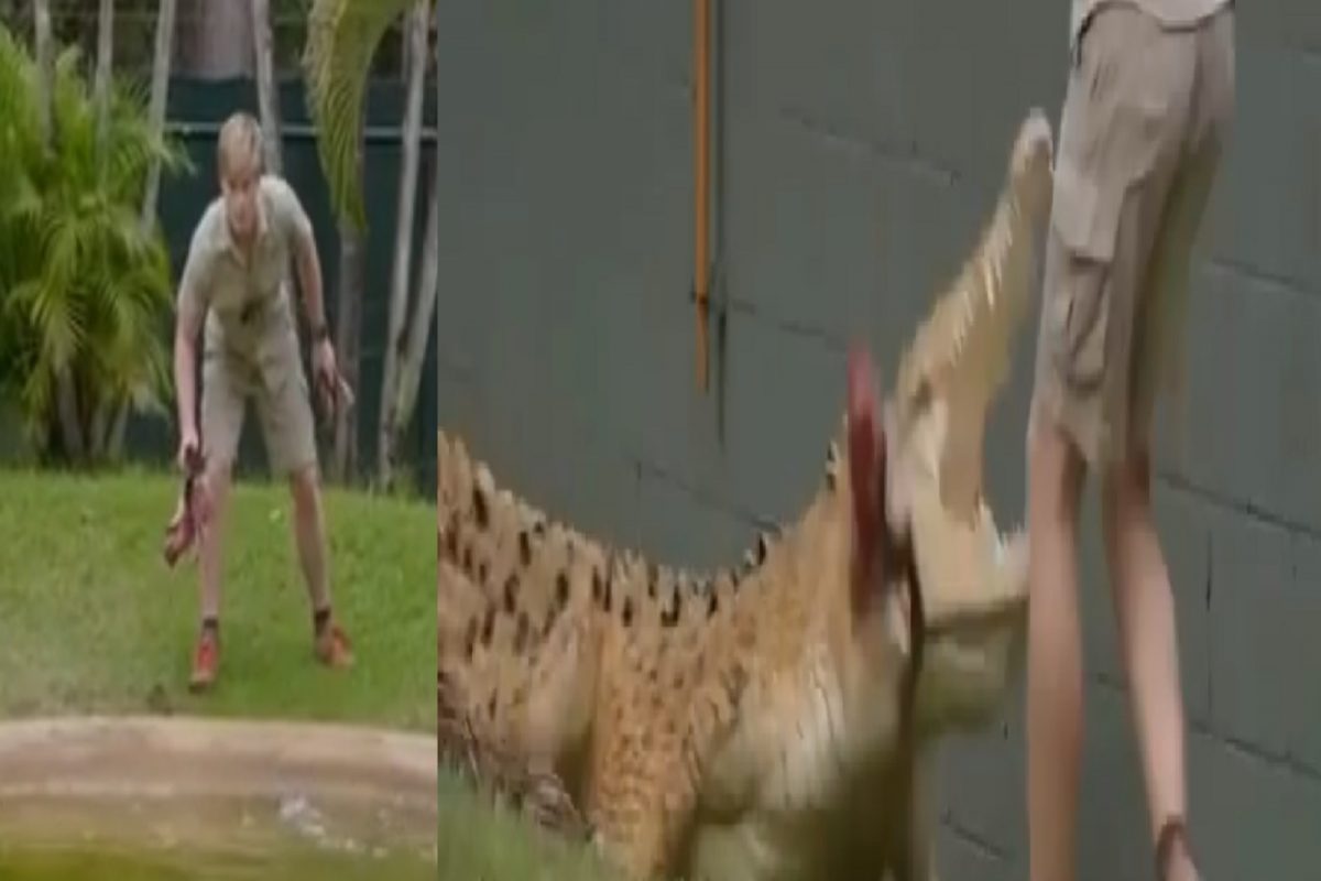 VIDEO - मांस सोडून मगरीने तरुणावरच केला खतरनाक हल्ला; कॅमेऱ्यात कैद झालं भयानक दृश्य