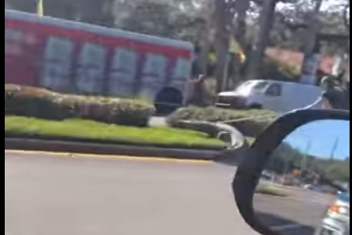 धक्कादायक! गाडीची खिडकी फोडून रस्त्यावर आली 8 फूट मगर आणि...; थरकाप उडवणारा VIDEO