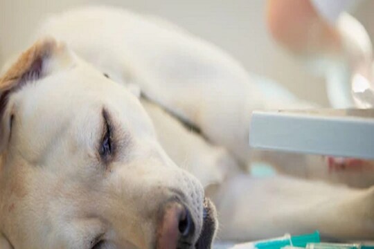 Alert! आता प्राण्यांमध्येही पसरतोय Coronavirus, कुत्र्यामध्ये दिसली लक्षणं; तज्ज्ञ म्हणाले, 'मोठ्या संकटाचे संकेत'