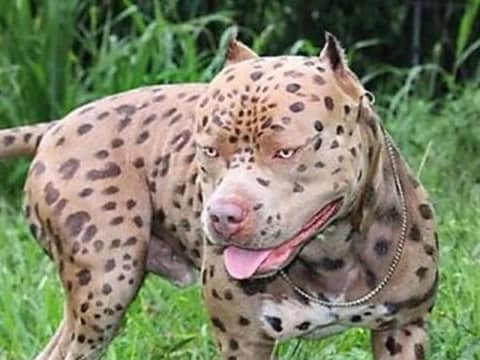 Dog look like bibtya cheetah dangerous animal creates fear people shocked mhpl - दिसतो श्वान पण शरीर बिबट्यासारखं; कोण आहे हा खतरनाक आणि विचित्र प्राणी? – News18 लोकमत