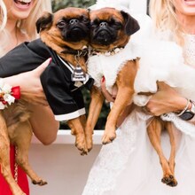 शुभमंगल सावधान तेही Dog Couple चं! थाटामाटात पार पडला सोहळा 