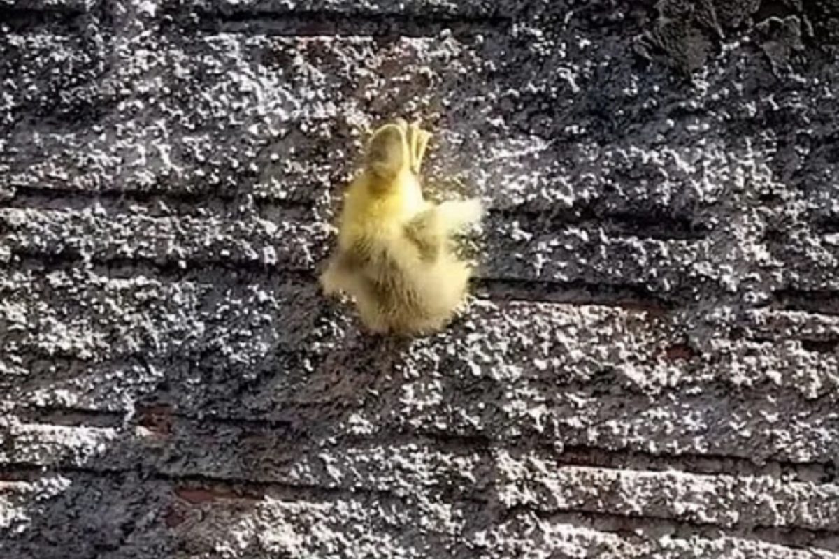 OMG! बदकाचा असा VIDEO तुम्ही कधीच पाहिला नसेल; डोळ्यांवरही विश्वास बसणार नाही