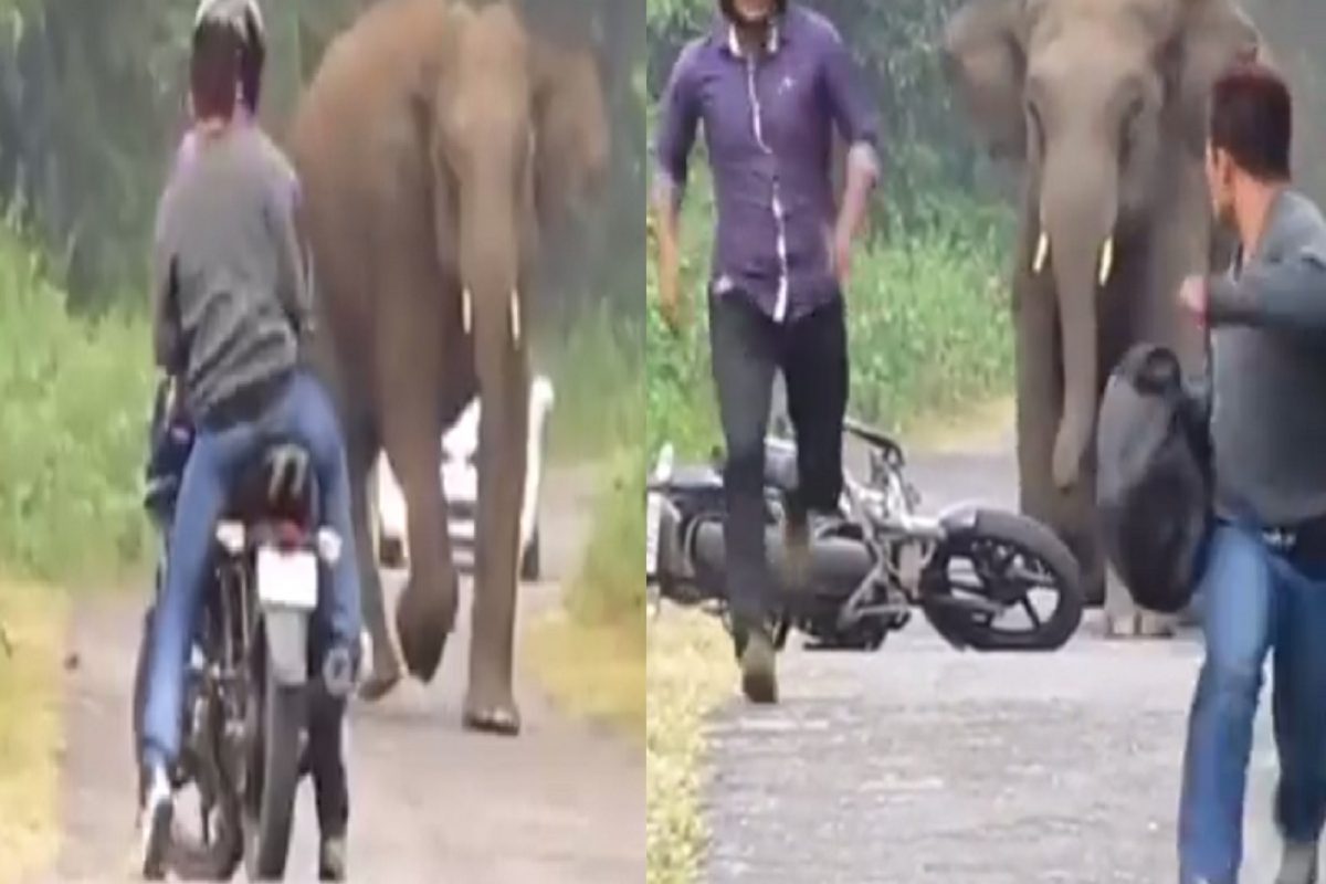 VIDEO - चवताळलेल्या हत्तीसमोर बिनधास्त नेली बाईक; तरुणांसोबत पुढे जे घडलं ते थरकाप उडवणारं