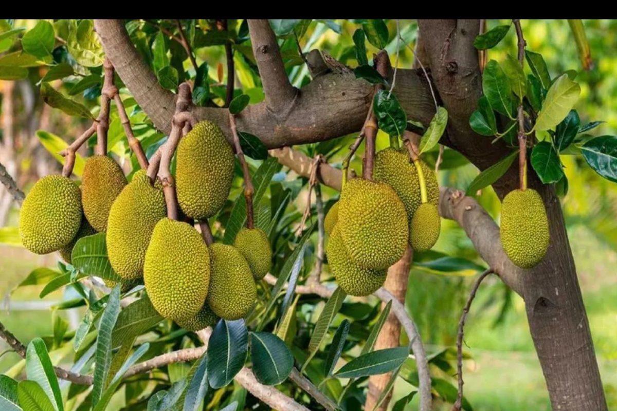 बाबो! लंडनमध्ये एका फणसाची किंमत तब्बल 16 हजार; का वाढलेत इतके भाव?