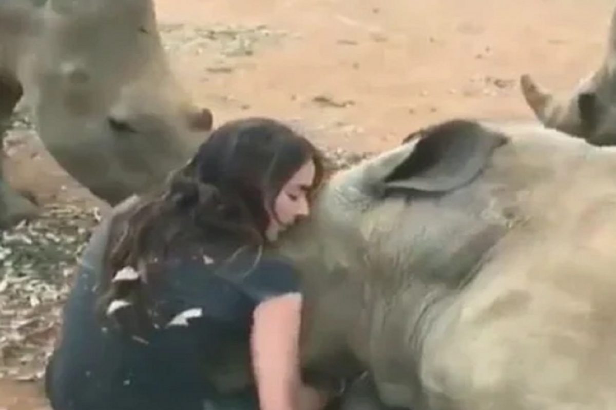 बाबो! So cute म्हणत चक्क गेंड्यांना मिठीत घेऊन तरुणी किस करायला गेली आणि...; पुढे काय घडलं पाहा VIDEO