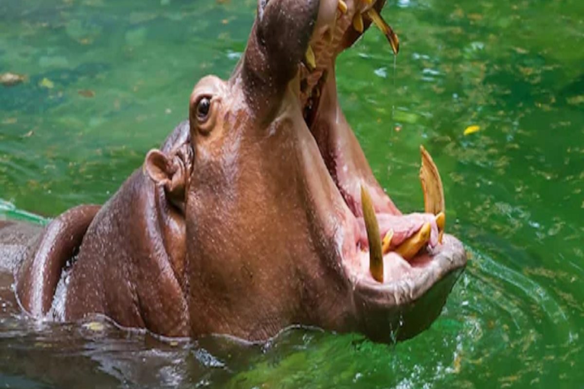 Shocking! बोटीतून पडला तरुण तो थेट पाणघोड्याच्या जबड्यात आणि...; अंगावर काटा आणणारी घटना