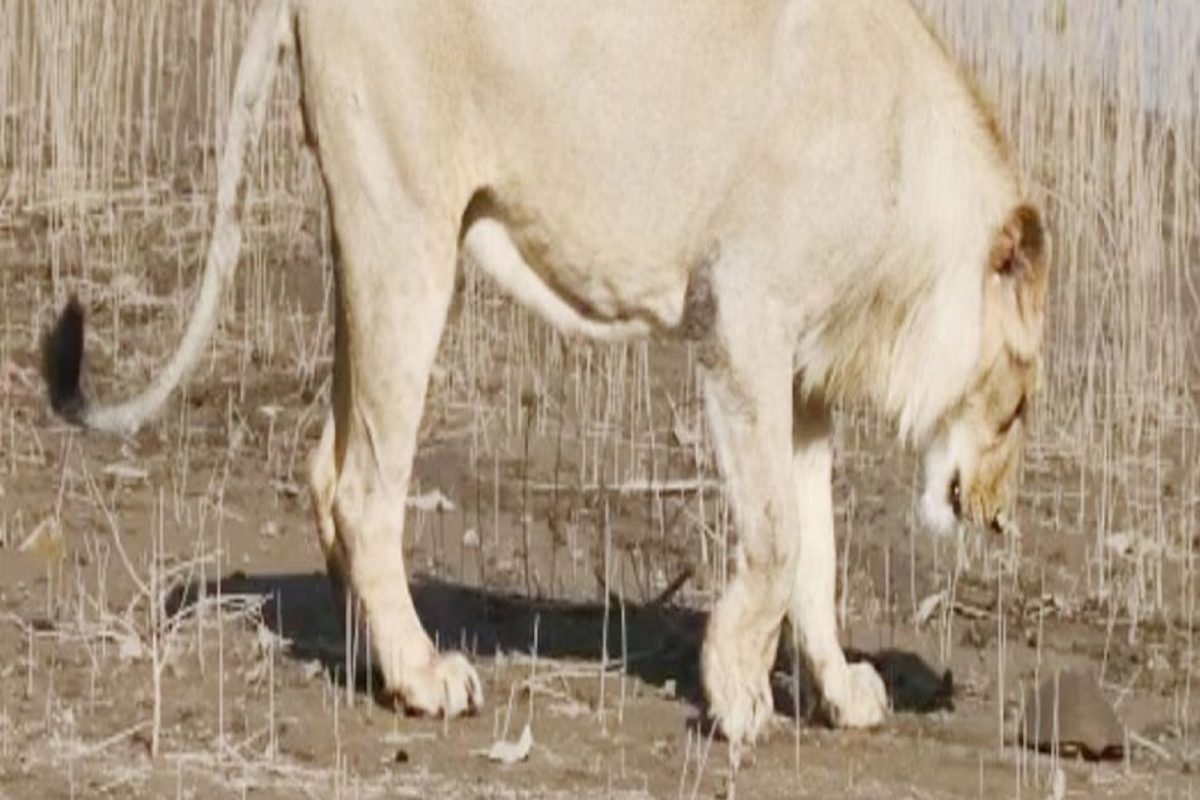 3-3 बलाढ्य सिंहांनाही भारी पडलं एक छोटंसं कासव; कधीच पाहिला नसेल असा VIDEO