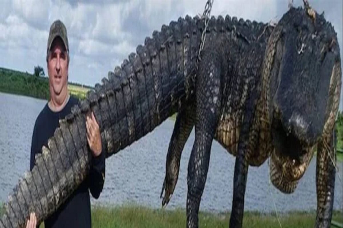 धक्कादायक! 13 फूट मगरीवर व्यक्तीने मारला ताव; शिकारीनंतर खाल्लं तिचं 400 किलो मांस