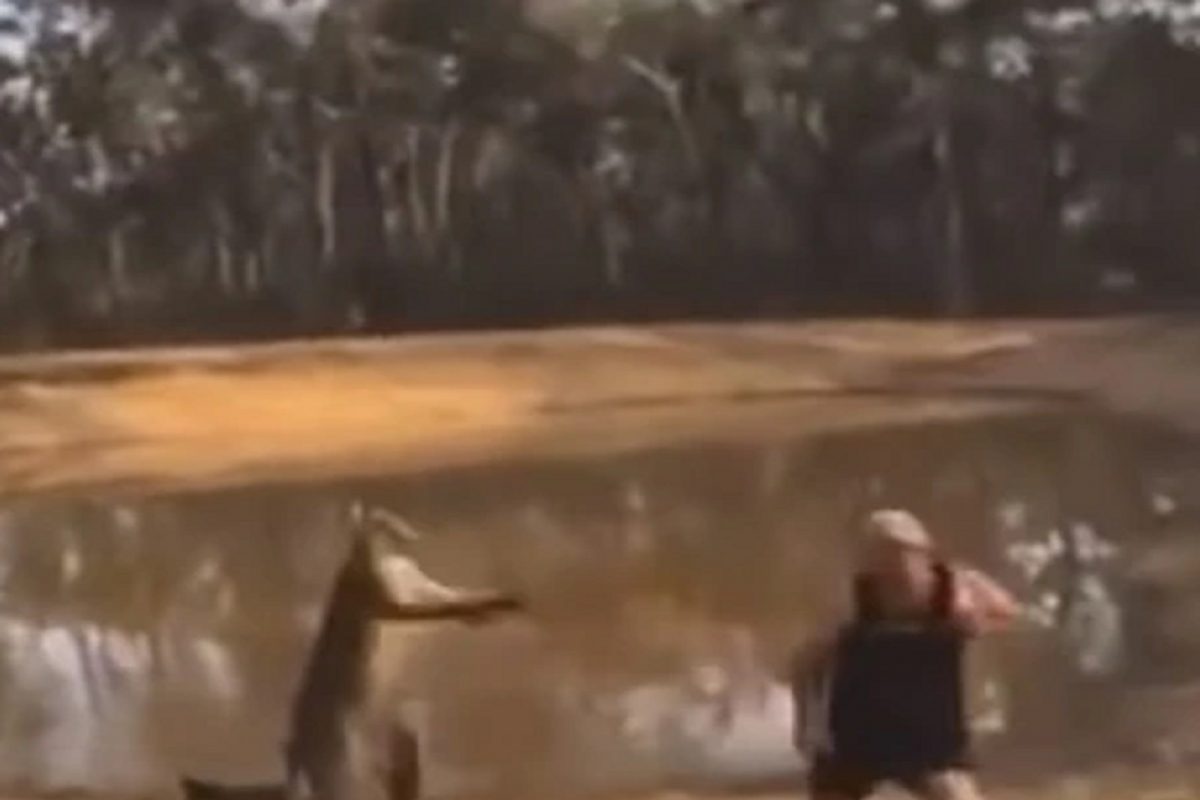 बापरे! कांगारूने लाथेने उडवलं आणि...; श्वानांना वाचवताना तरुणाचं काय झालं पाहा VIDEO