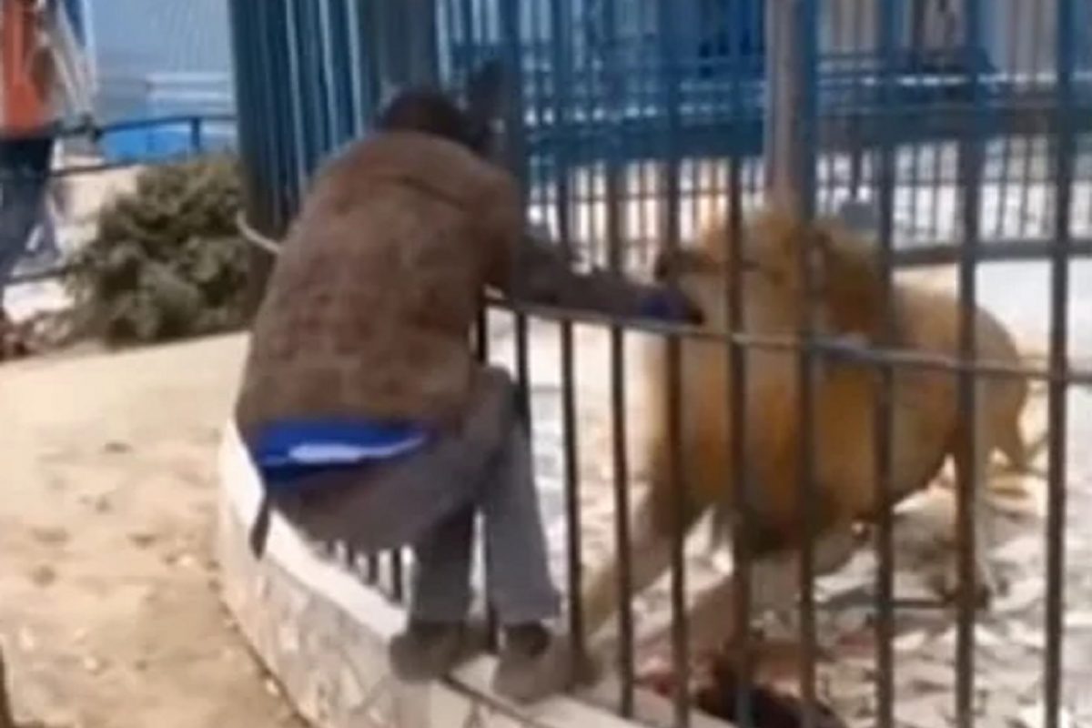 Shocking! मजेमजेत तरुणाने चक्क सिंहाच्या पिंजऱ्यात हात टाकला आणि...; थरकाप उडवणारा VIDEO