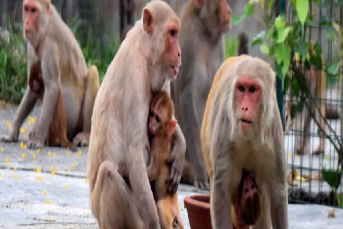 UP Election: निवडणूक नियंत्रण कक्षात माकडांचा धुमाकूळ, 32 CCTV कॅमेऱ्यांची तोडफोड