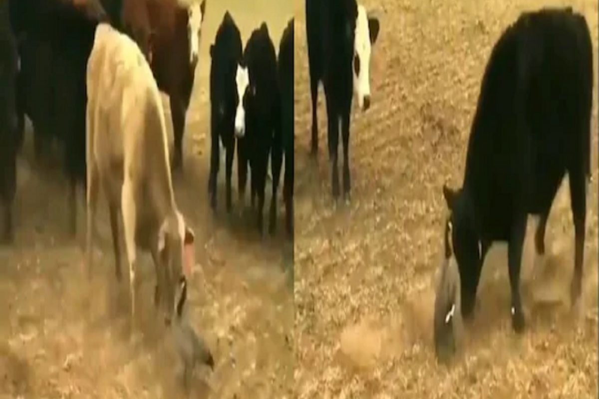 Video : सर्वांना सळो की पळो करून सोडलं; बैलांच्या कळपावर भारी पडला एकटा पक्षी