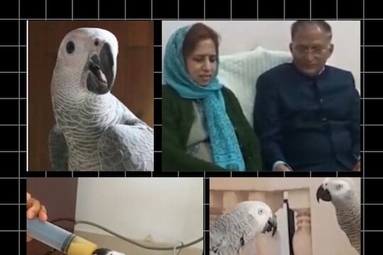 कोकोच्या चिंतेत पत्नीने सोडलं जेवणं; हरवलेला पोपट शोधण्यासाठी डॉ. पतीने ठेवलं लाखोंचं बक्षीस