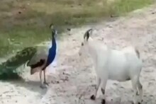 ओ तेरी! चक्क मोर - शेळी आपसात भिडले; कधीच पाहिला नसेल असा जबरदस्त FIGHTING VIDEO