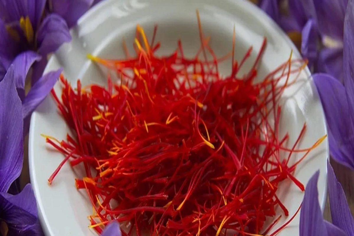 Saffron For Men's Health: पुरुषांची शारीरिक कमजोरी दूर करेल केशर; अशाप्रकारे करा सेवन