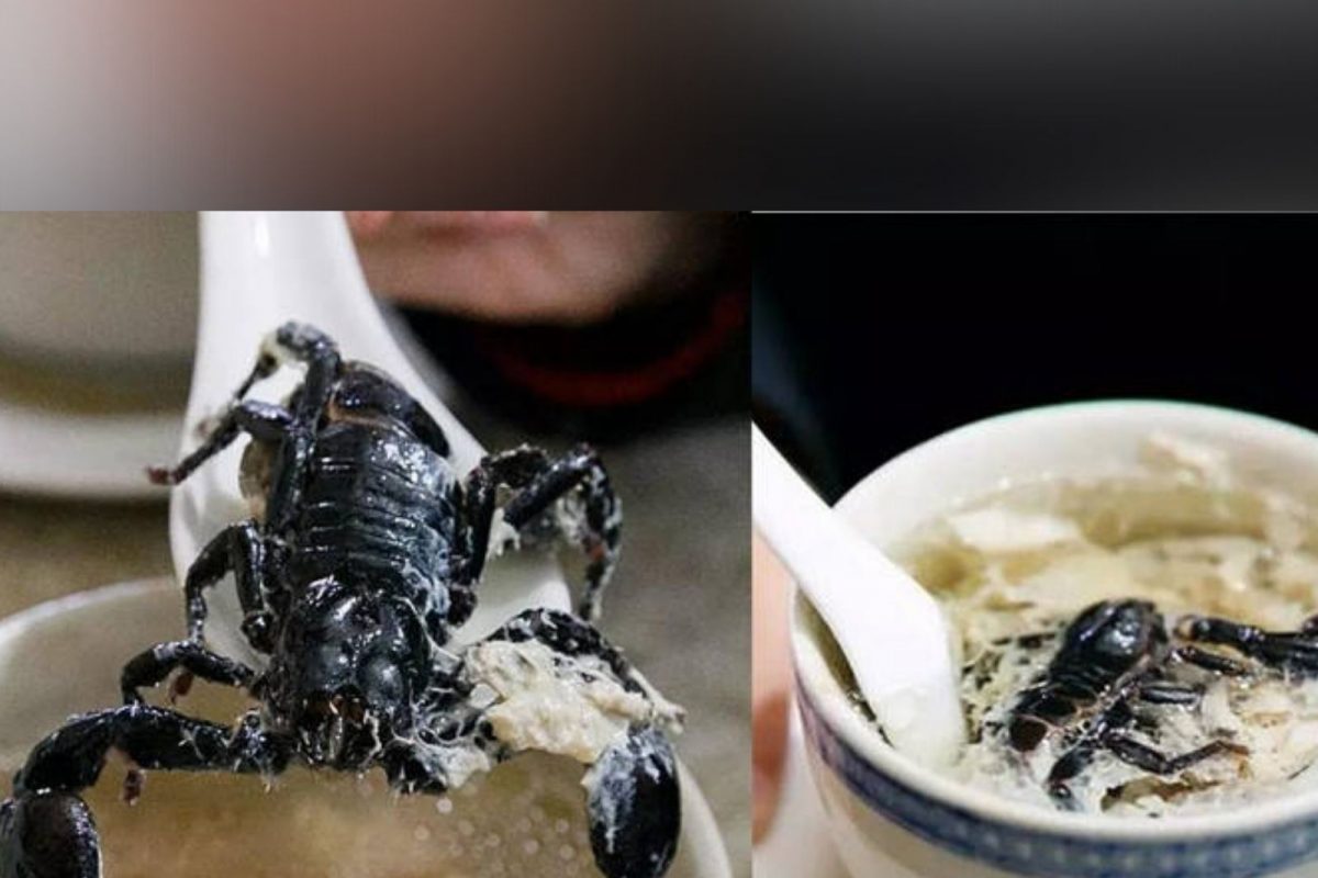 Yuck! साप आणि विंचू एकत्र शिजवून तयार केली जाते ही डिश, पाहा या Danger पदार्थाचा VIDEO