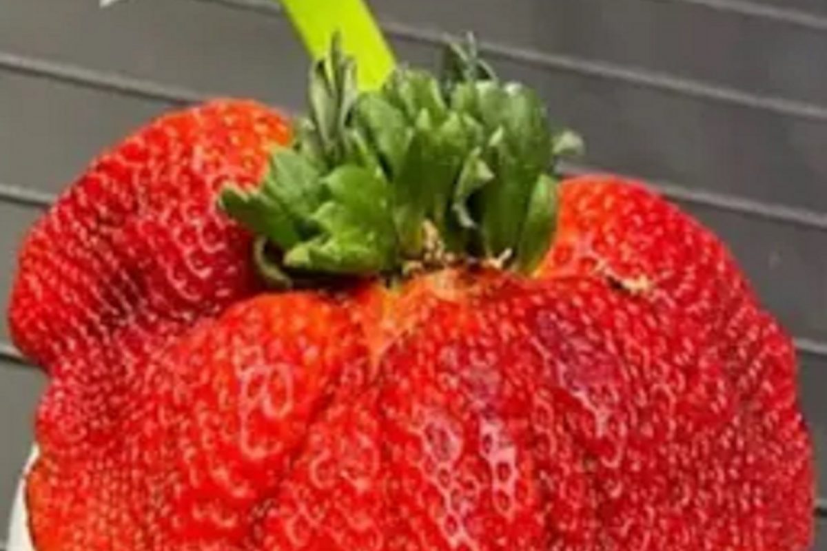 Israel Man Grows World Heaviest And Big Strawberry Guinness World Record Video Viral Mhpl Strawberry World Record जग त भ र ठरल ह स ट र ब र क आह ख स प ह Video News18 ल कमत Israel Man Grows World Heaviest And Big Strawberry Guinness World Record Video Viral Mhpl Strawberry World Record जग त भ र ठरल ह स ट र ब र क आह ख स प ह Video News18 ल कमत