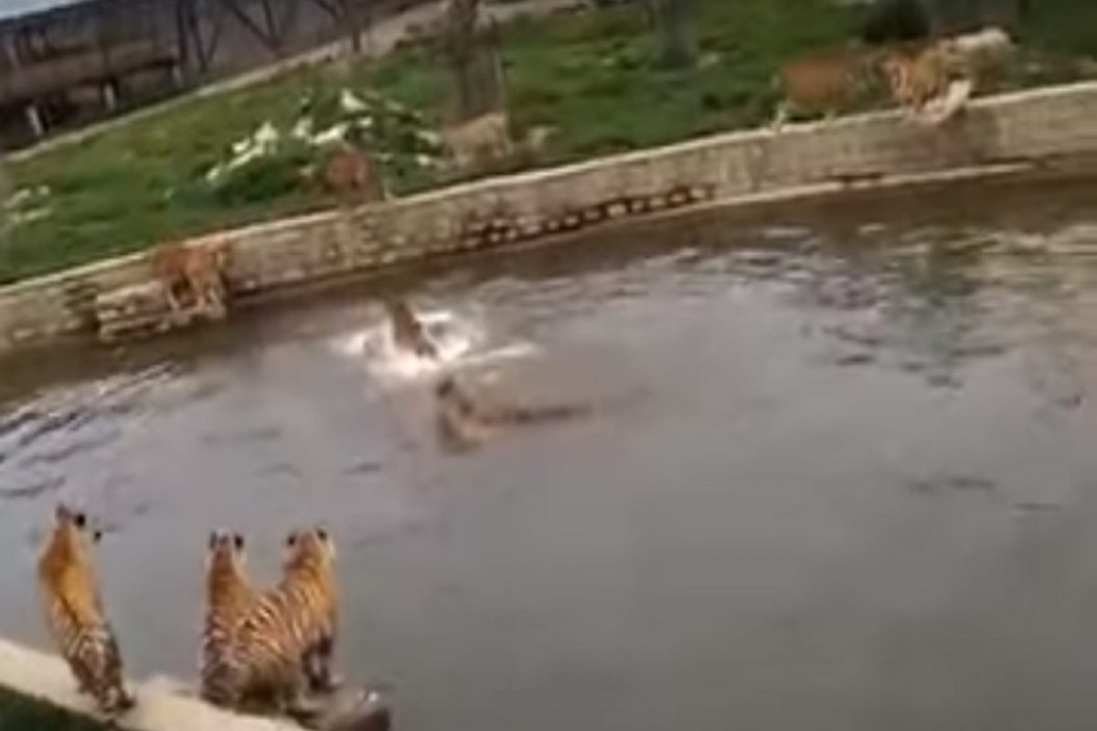 12 पेक्षा अधिक वाघांवरही भारी पडलं एक छोटंसं बदक; कशी उडाली दमछाक पाहा VIDEO