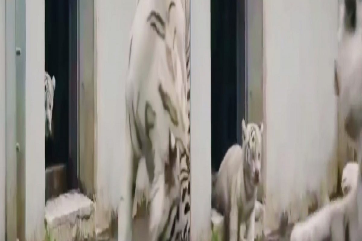 ...अन् छोट्याशा बछड्यासमोर वाघिणीची हवा टाईट; नेमकं काय घडलं पाहा VIDEO