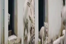 ...अन् छोट्याशा बछड्यासमोर वाघिणीची हवा टाईट; नेमकं काय घडलं पाहा VIDEO ...अन् छोट्याशा बछड्यासमोर वाघिणीची हवा टाईट; नेमकं काय घडलं पाहा VIDEO