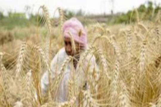 Russia Ukraine Crisis: क्रूड ऑइलसह सोने, सोयाबीन, गहू आणि मक्याच्या किमतीतही तुफान वाढ