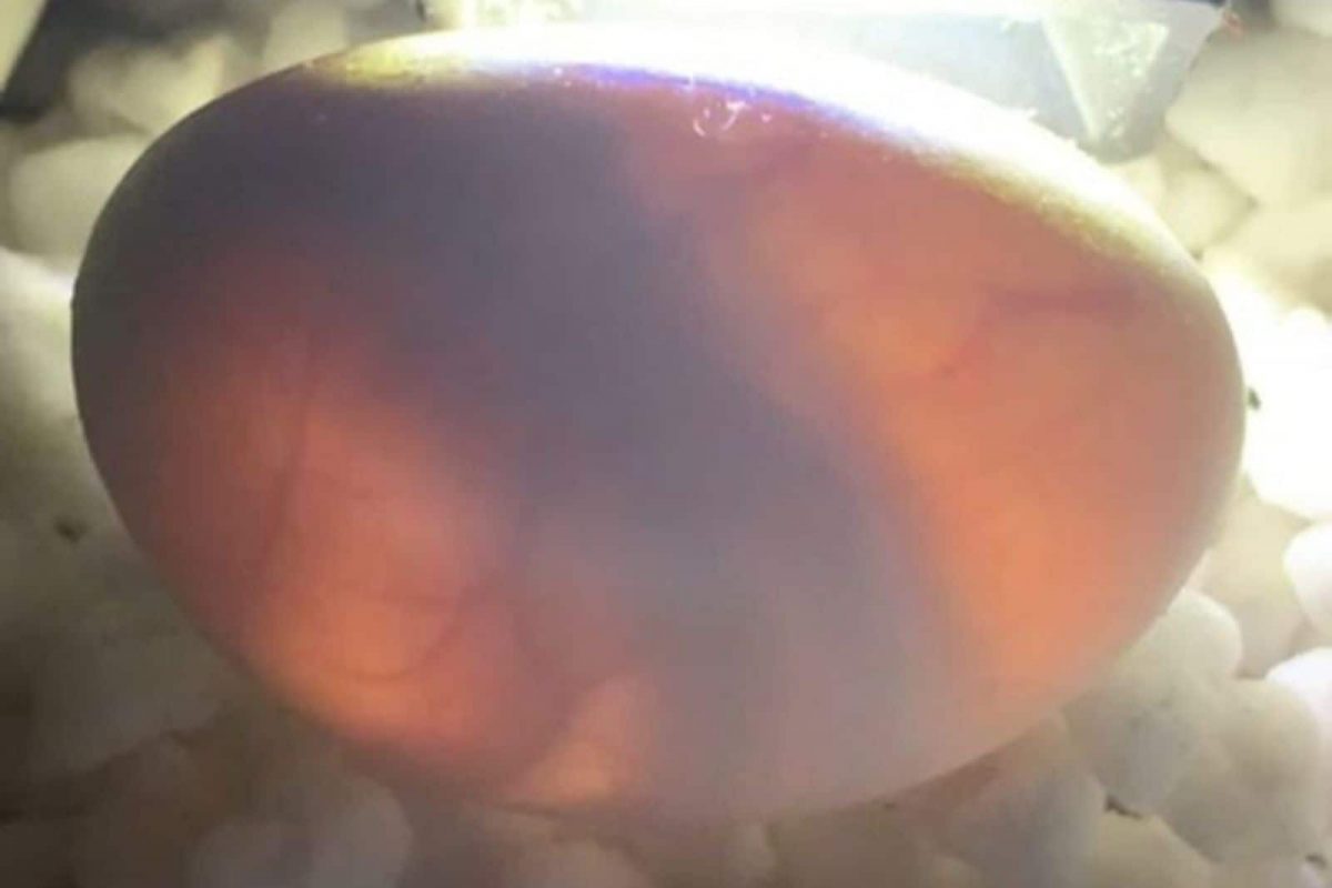 OMG! बॅगमध्ये सापडली सर्वात विषारी सापाची 23 अंडी, अजबच दिसणारा अंड्यांचा Photo Viral