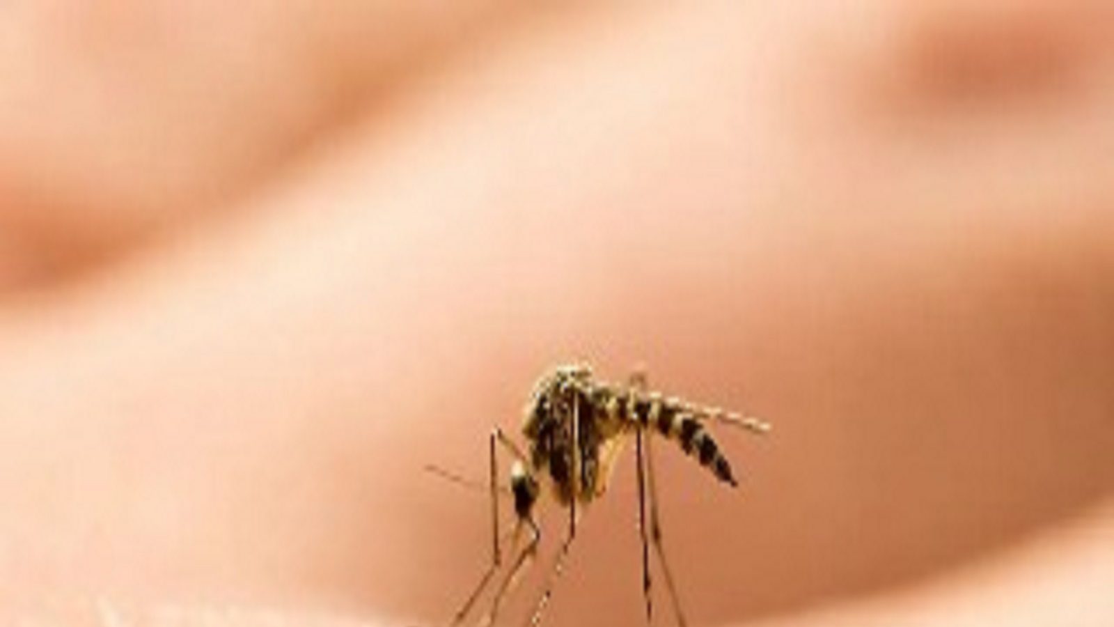 5-home-remedies-for-instant-relief-in-mosquito-bites-in-marathi