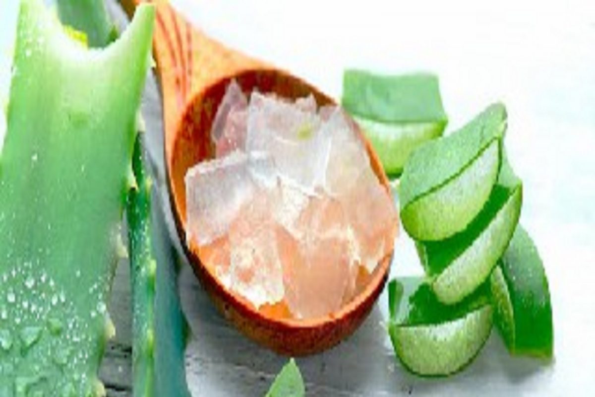 Hair Care Tips: कोरफडीपासून घरीच तयार करा असा शॅम्पू; केस होतील शायनी, मिळेल नॅचरल ग्लो