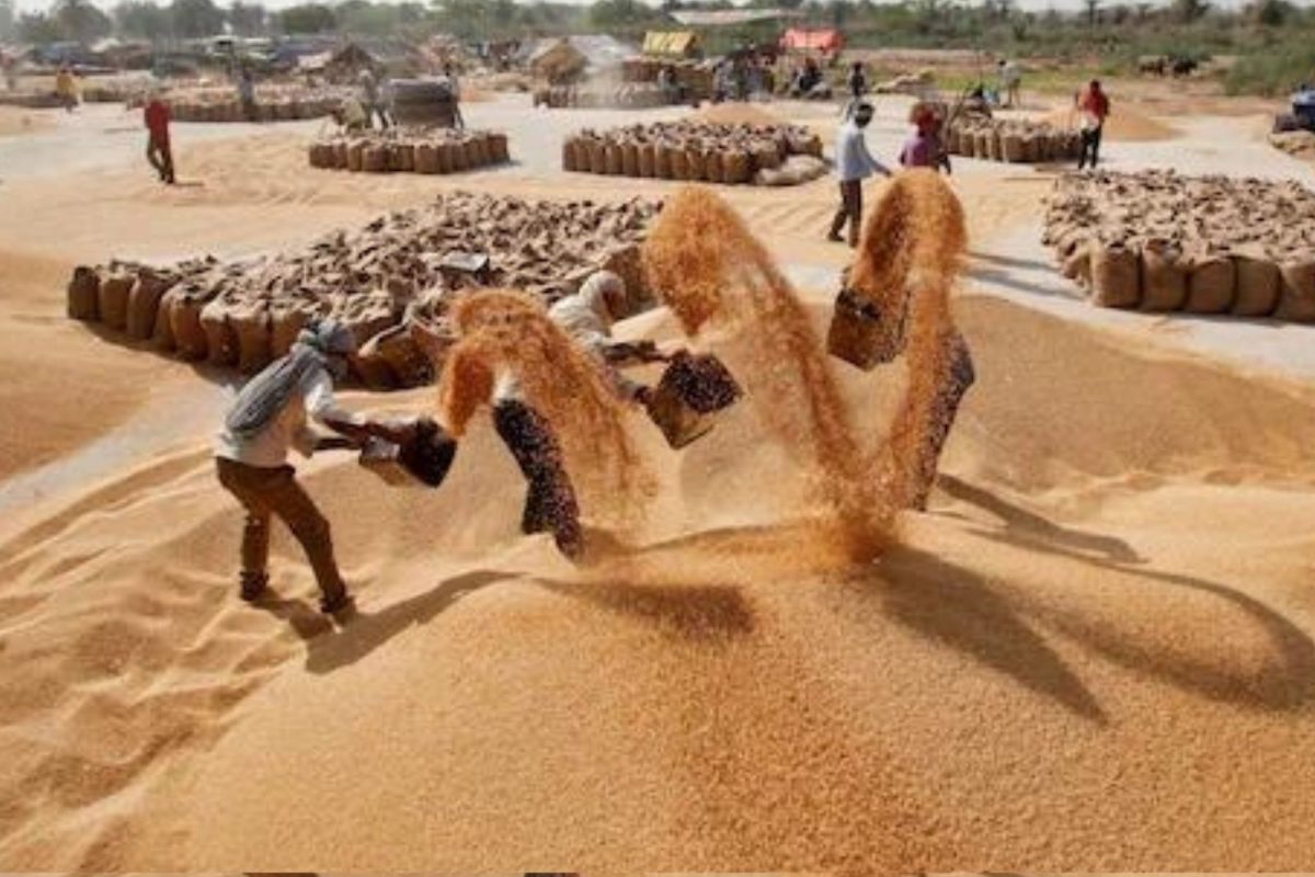 Russia-Ukraine युद्धाचा भारतातील शेतकऱ्यांना होणार मोठा फायदा, जाणून घ्या कसा